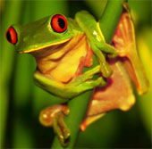 Climate change threatens even the most common species on Earth