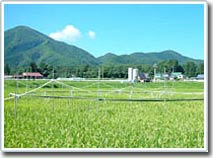 Climate change threatens Japanese rice fields