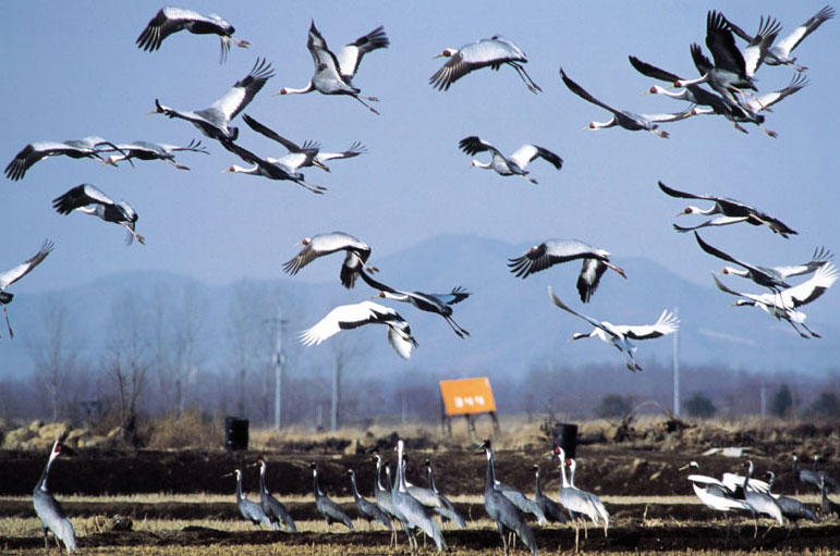 Climate change threatens many species in Europe