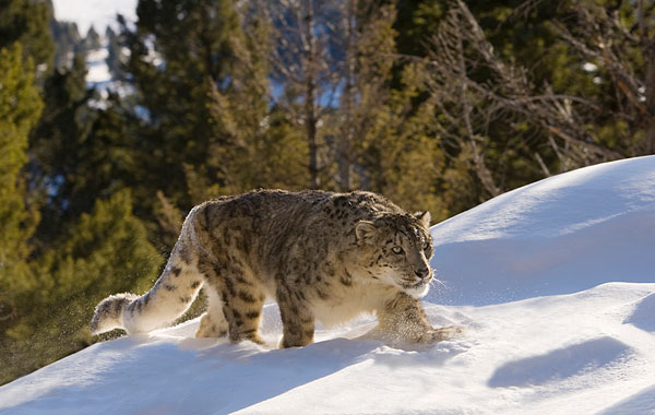 Climate change threatens the habitat of snow leopard