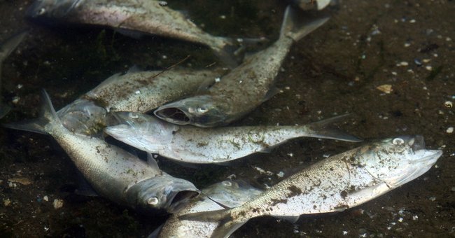 Climate change will cause marine fish to die massively