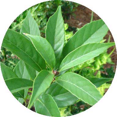 Climate tree - Thanh Cuong (Quercus glauca)