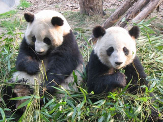 Clip wise panda escape the zoo