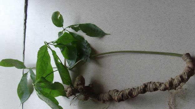 Clonal seeds of Ngoc Linh ginseng