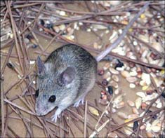 Cloning mice successfully from skin stem cells