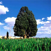 Cloning of cypress trees 5,000 years old