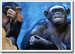 Cloning of monkeys with asexual method is less of a concern