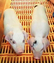 Cloning pigs without antibodies for human organ transplantation