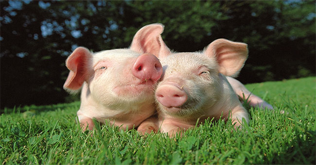 Close relatives of humans survived after ... pig heart transplant