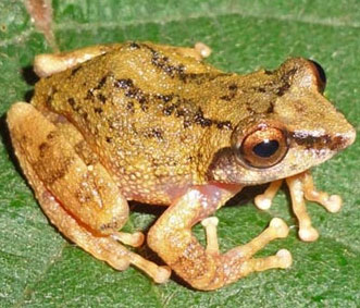 Close up of 10 newly discovered frog species in India