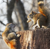 Close up of 2 red squirrels fighting for peanuts