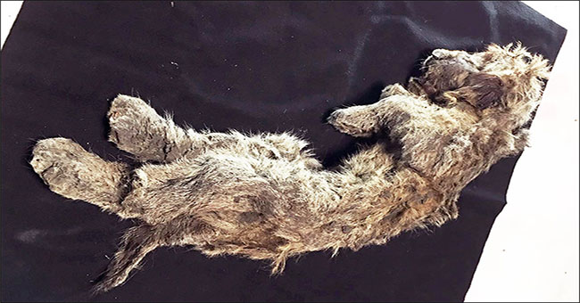 Close up of a 50,000-year-old lion mummy in Siberia