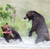 Close up of a grizzly bear fighting horribly