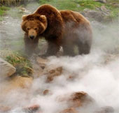 Close up of a Russian bear playing with 'fire springs' 250 degrees C