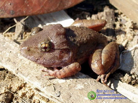 Close up of ancient frogs only in Vietnam