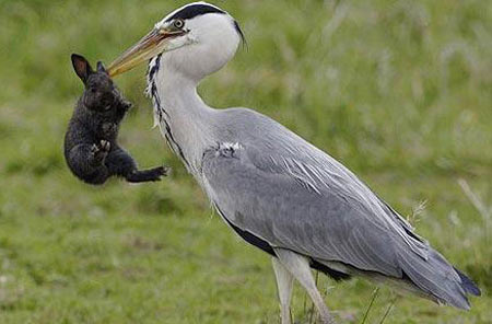 Close up of birds swallowing rabbits