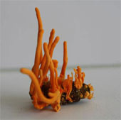 Close up of cordyceps 7 million VND / kg of Vietnam
