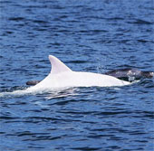 Close up of extremely rare albino dolphins in the Mediterranean