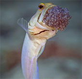 Close up of fasting male fish, hatching eggs by mouth