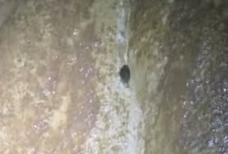 Close up of fish climbing the cave to feed