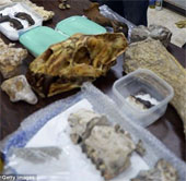 Close up of fossils of crocodiles, elephants, giant prehistoric birds