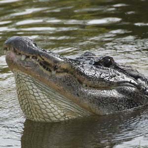 Close up of giant crocodiles