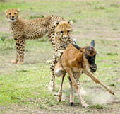 Close up of hungry harpooning to rejuvenate young antelope