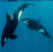 Close up of killer whales hunting giant sperm whales
