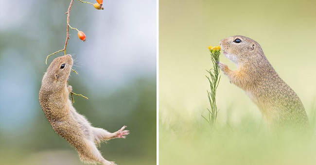 Close up of life full of joy of ground squirrels