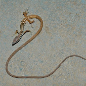 Close up of long-tailed creature 'fate silver' in Vietnam