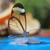 Close up of mysterious transparent butterflies