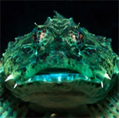 Close up of 'sea monsters' are even more frightening than sharks
