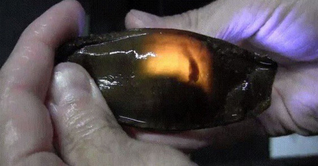 Close up of shark eggs: look like tadpoles that have 'peach hearts' like strange eggs