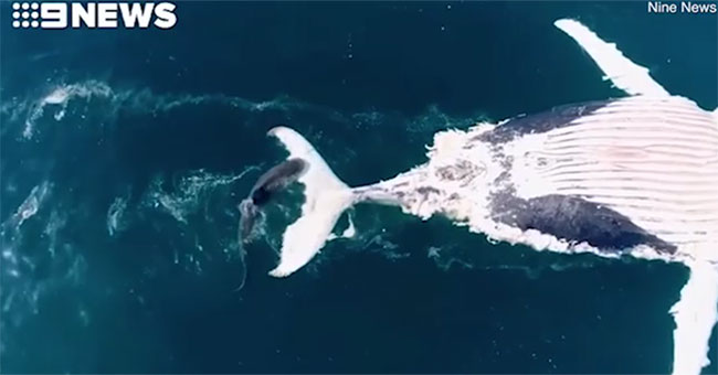 Close up of sharks tearing the giant whale in the middle of the surfing area