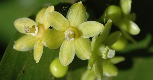 Close up of the beauty of flowers growing from leaves