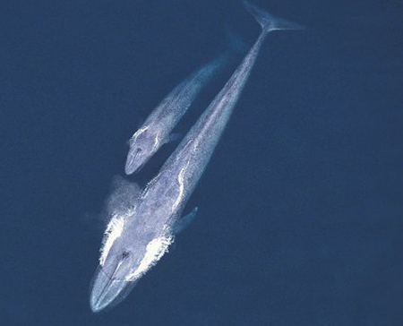 Close up of the biggest animal in the world