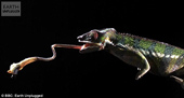 Close up of the extremely impressive hunting screen of chameleon