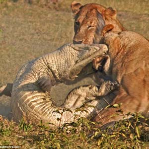 Close up of the female lion killing the crocodile to protect the baby