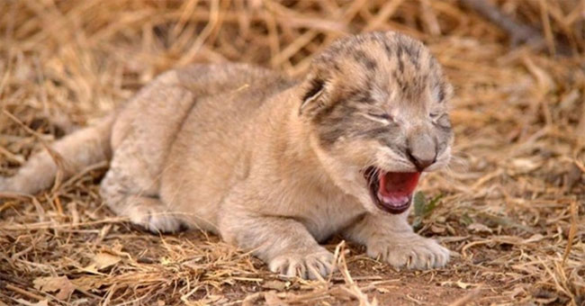 Close up of the first two baby lions in the world were born in test tubes