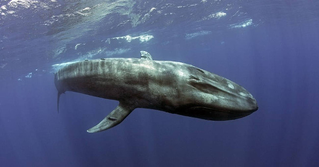 Close up of the largest 170 ton blue whale on the planet