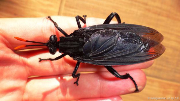 Close up of the largest flies on the planet