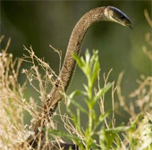 Close up of the longest poisonous snake in Africa