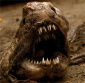 Close up of the most savage carnivorous fish in the Atlantic