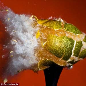 Close up of the power of the bullet