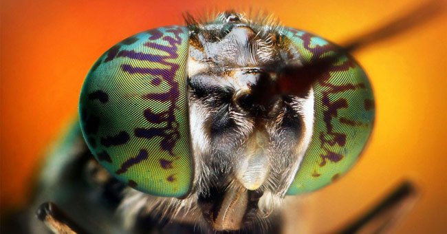 Close up of the strange beauty of tiny animals