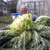 Close up of the world's largest cauliflower