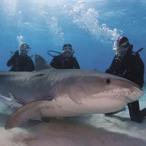 Close up of the world's most dangerous sharks