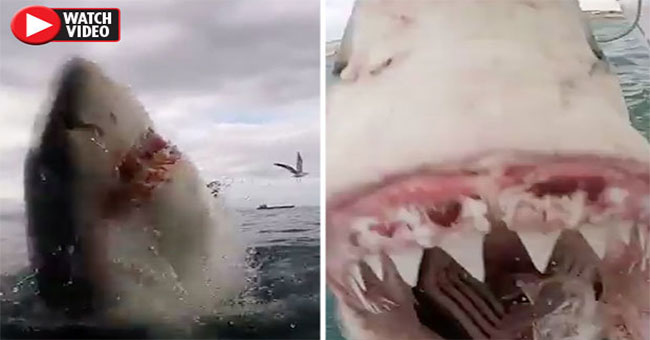 Close up of white shark frantic attacks make visitors frightened