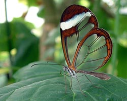 Closed highway for migrating butterflies