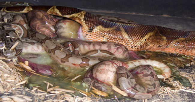 Close-up of Anacoda's childbirth makes everyone shudder